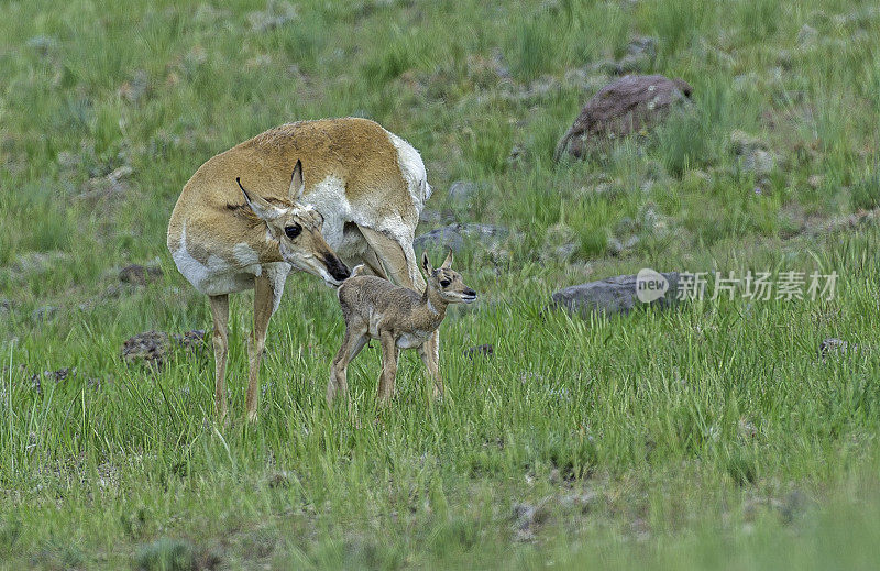 叉角羚，Antilocapra americana，是一种偶蹄类哺乳动物，原产于北美中西部内陆。黄石国家公园，怀俄明州。一只妈妈和一只小鹿。